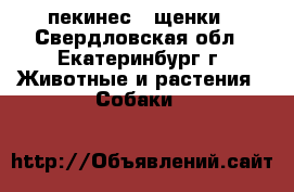     пекинес   щенки - Свердловская обл., Екатеринбург г. Животные и растения » Собаки   